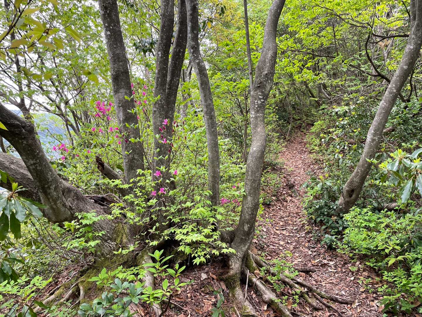 大内峠-熊の平-火燈山-小倉谷山 往復コースの写真