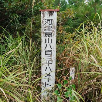 藪を掻き分けて、河津扇山⛰️山頂に到着