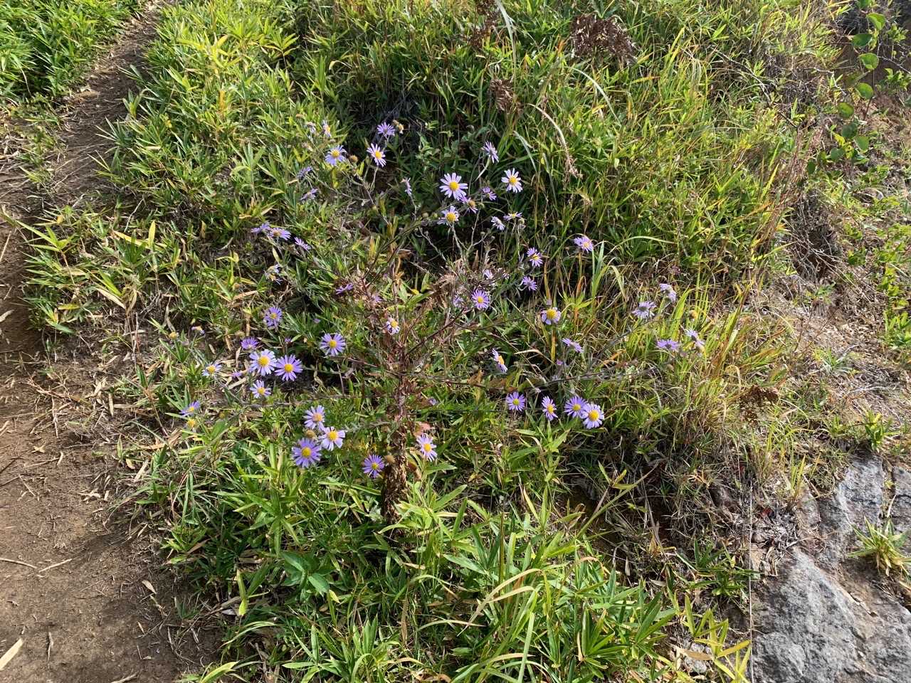 このような草花がたくさん咲いていました。