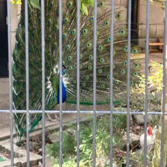 ニワトリに求愛すな🐓