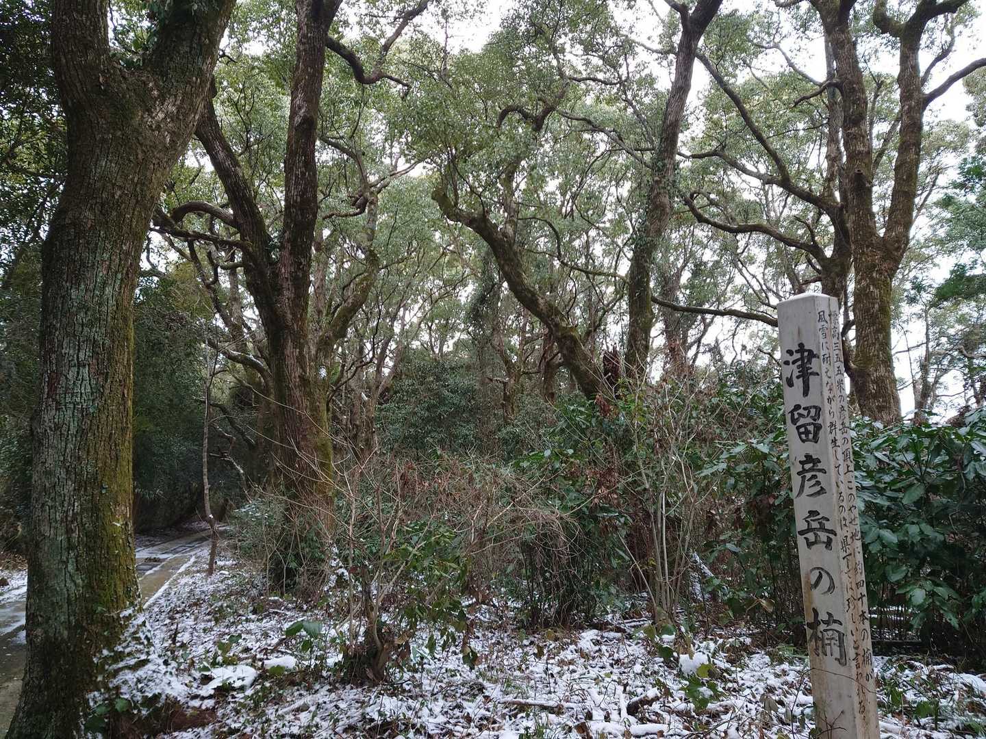 【津留彦岳の楠】たくさん！