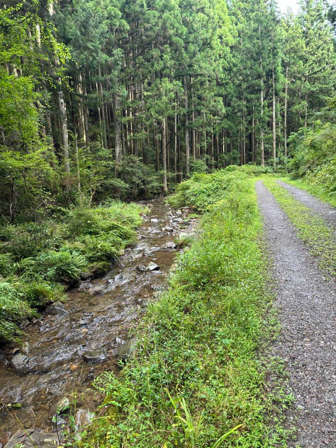 納古山尾根コース入口-納古山中級コース入口-納古山-納古山 周回コースの写真