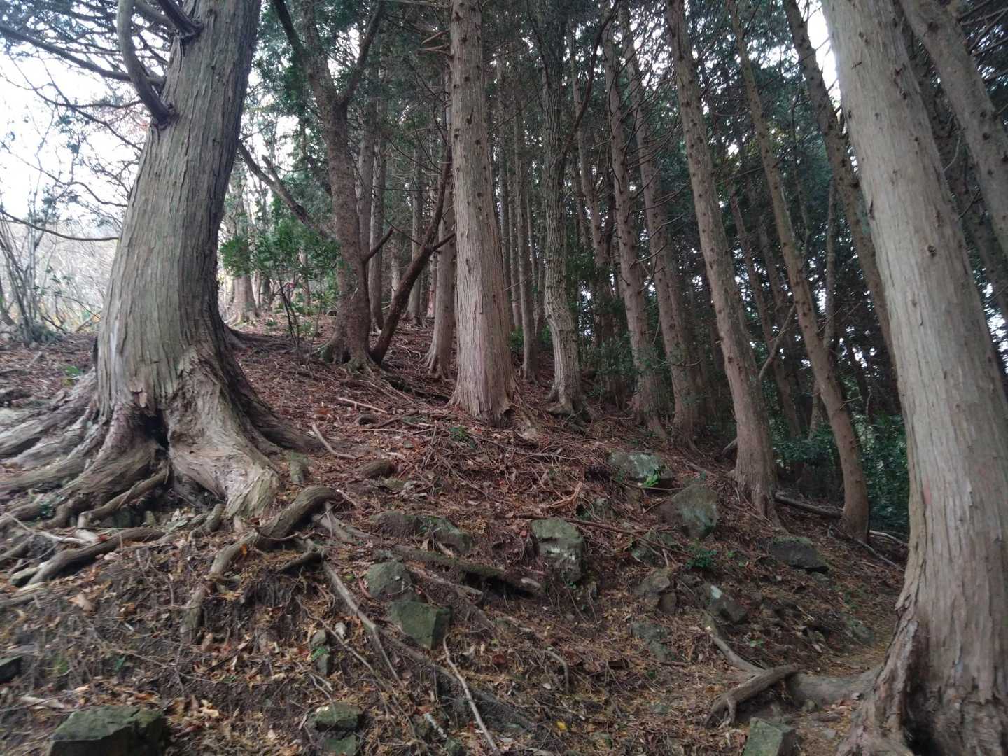 この辺りは少し薄暗く、登りきると落ち葉がふかふかの明るい道になります。