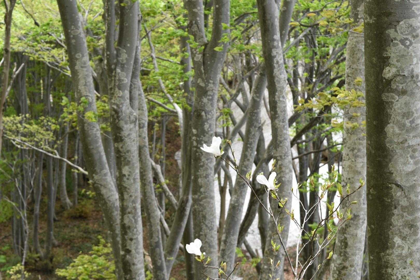 タムシバ