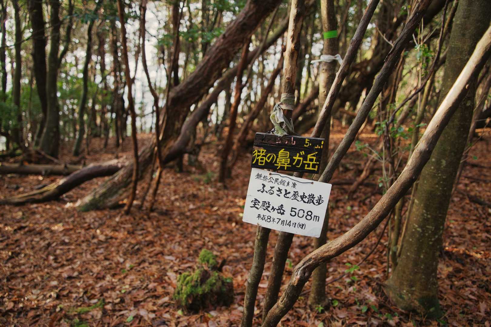 林業で木を切り出しているために林道が複数作られています。登山道も遮ってあるので、ピンテも所々にしかなく、迷いながら、登ってきました。山頂付近だけピンテがいっぱい😅
猪年はまだまだですが、干支の山ですね🐗