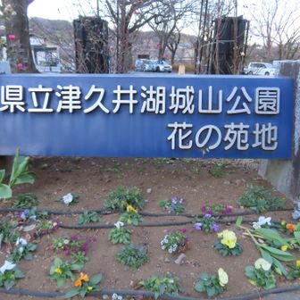 県立津久井湖城山公園 花の苑地
ここで終了
ガーデンテラスには、色とりどりの花壇があり季節の花が楽しめる🌷🪻🌷