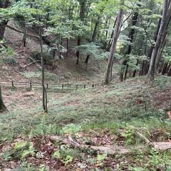 キツネノカミソリとウバユリが沢山