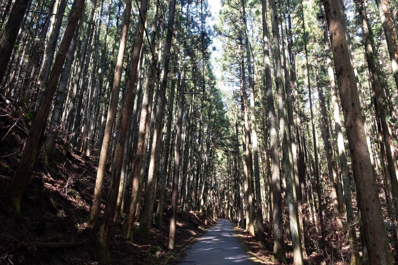樹林帯に囲まれたアスファルト道を登ります。
身体が早くも熱くなってきました。