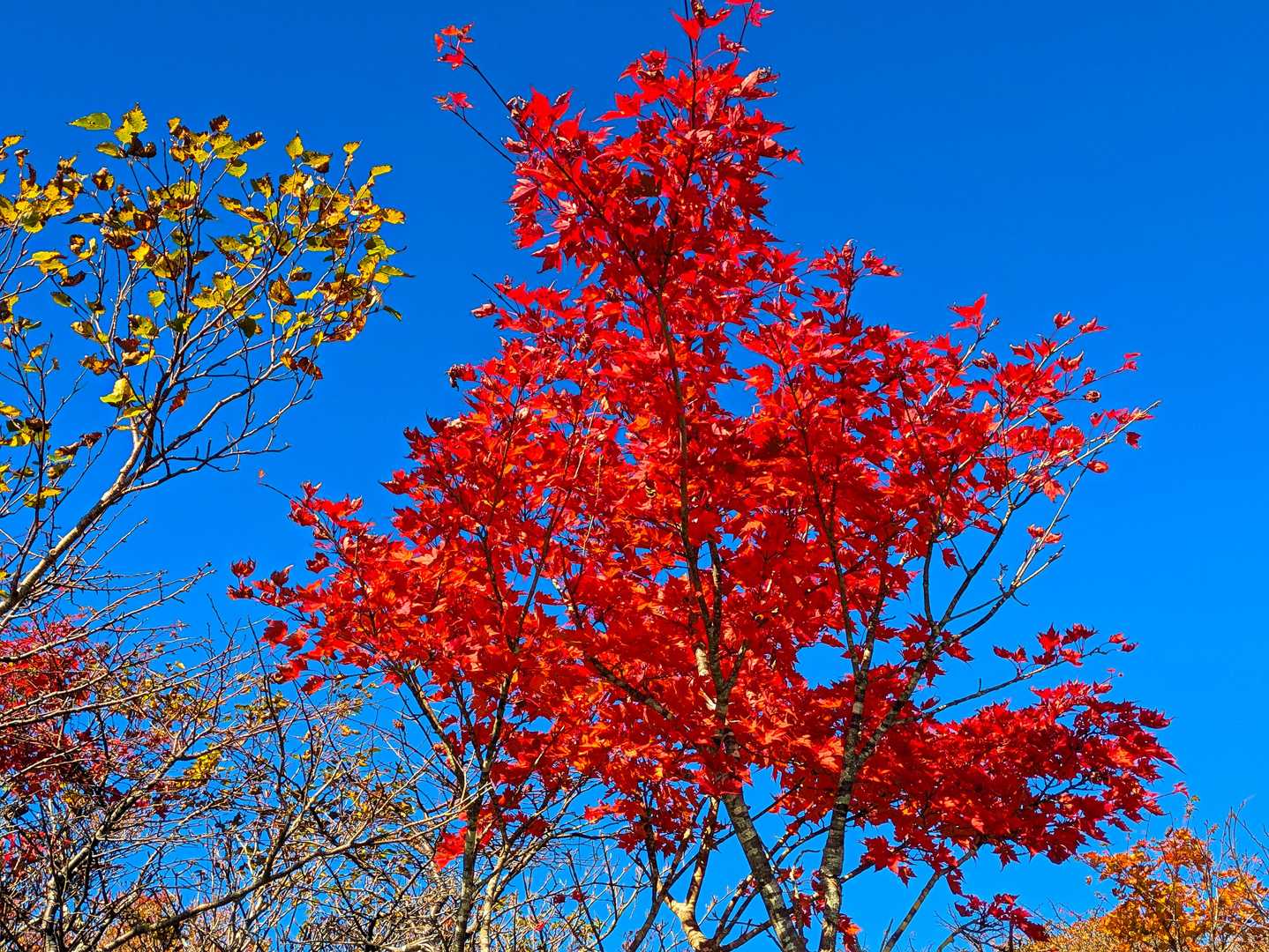 所々に紅葉🍁🍁