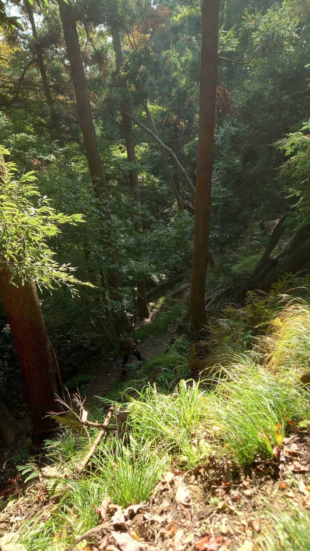 賤ヶ岳 往復コースの写真