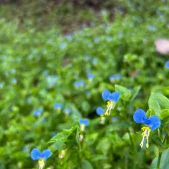 カニーズ棲家の入口は
例年通り
ツユクサ畑で近寄れず｡ﾟ+.( °∀°)ﾟ+.ﾟ