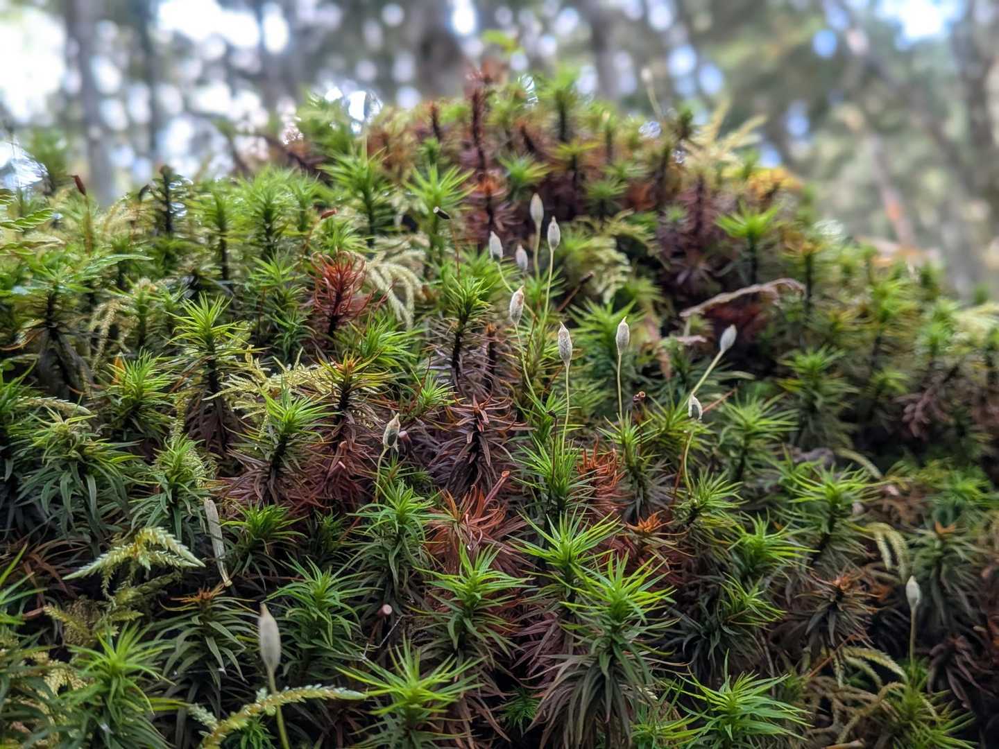 苔祭り