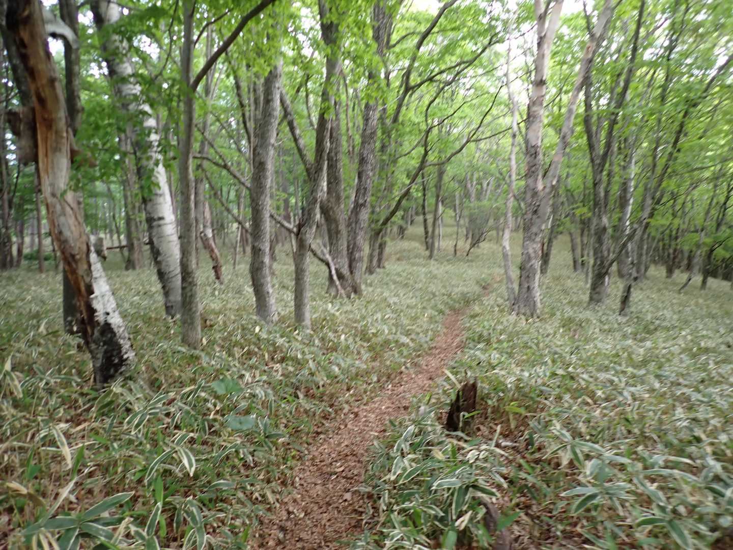 八重樺原以降しばらくはなだらかな尾根沿いの道が続く。