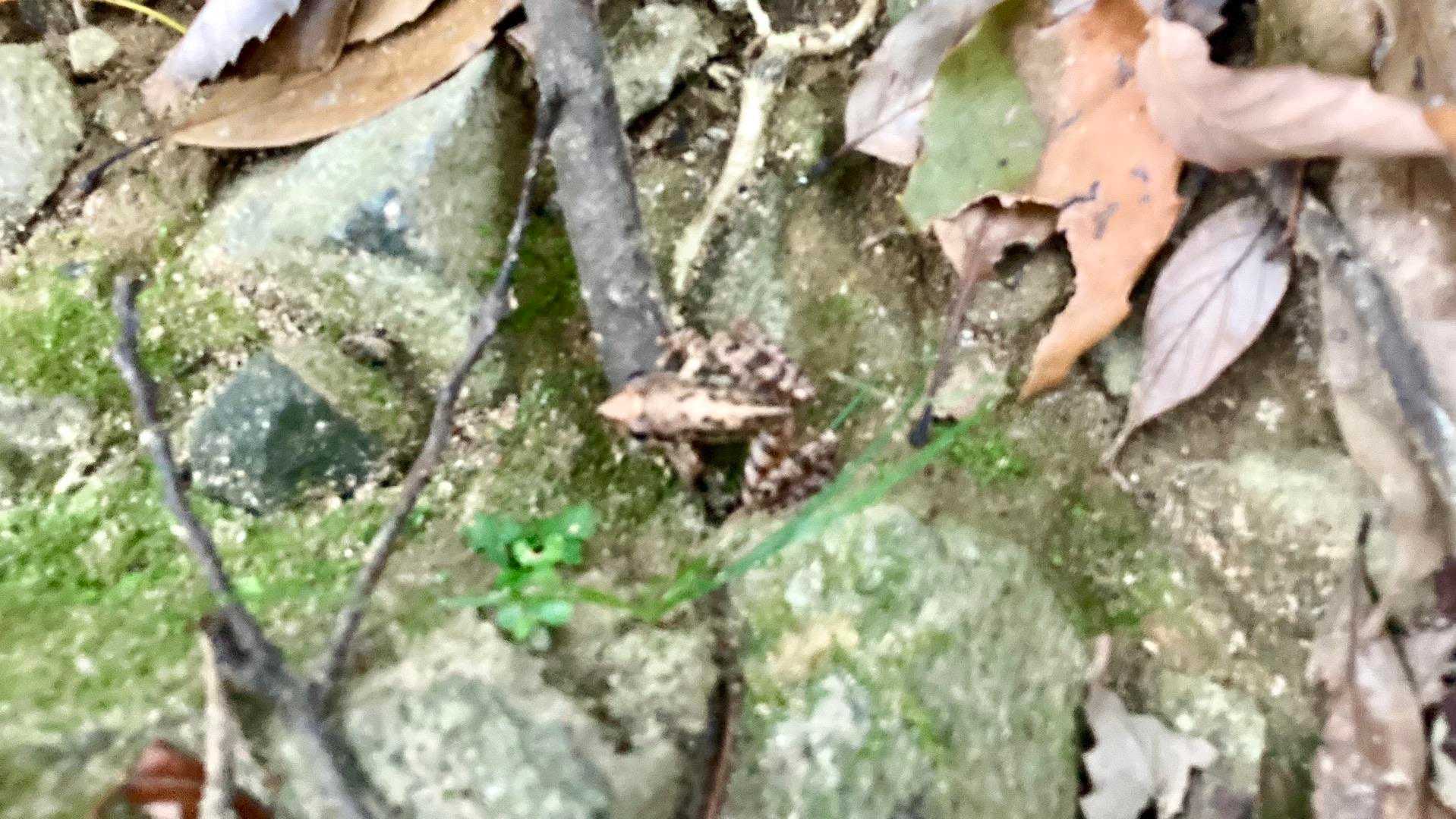 ケロケロ🐸