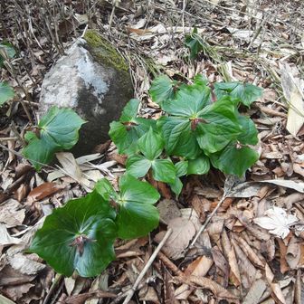 エンレイソウ😊