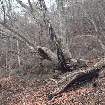 火事のあとがまだ残ってました。焦げた臭いがして、炭になった木があちこちに。