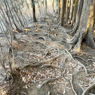 今日の核心部👆
1番気を使った根っこゾーン