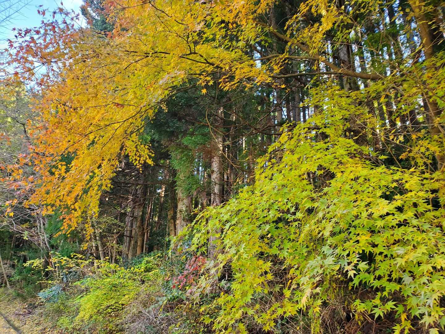 まだ緑色も。