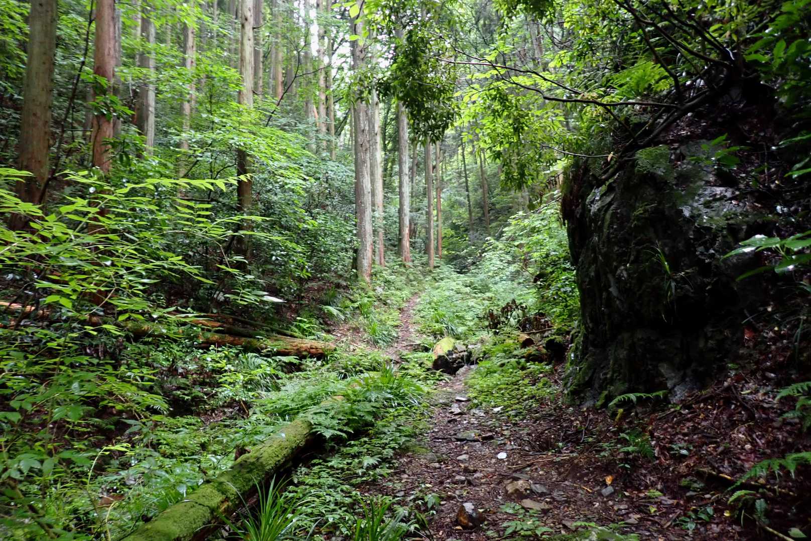 日の当たらない低山登山道😑