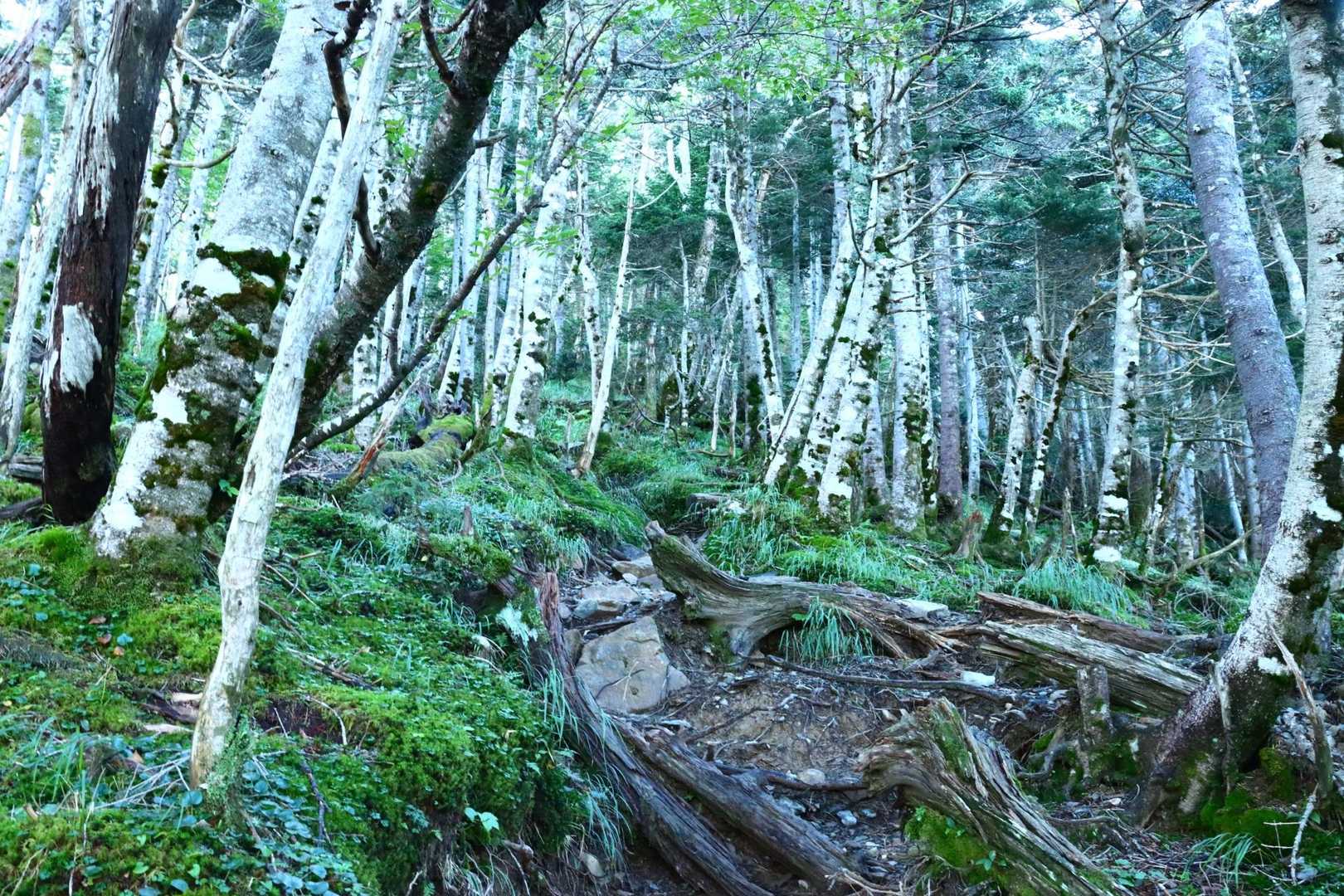 希望峰激登り開始
