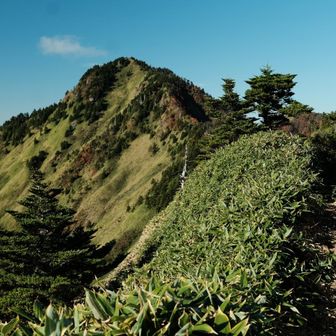 面河の頭（おもごのあたま）は特に眺望がある訳ではなかったのと、急登を登る感じだった。

ここまでは綺麗に整備されていて本当にありがたかったです🥹

どこまで整備されているのか、こればかりは歩いてみないと分からないですもんね。