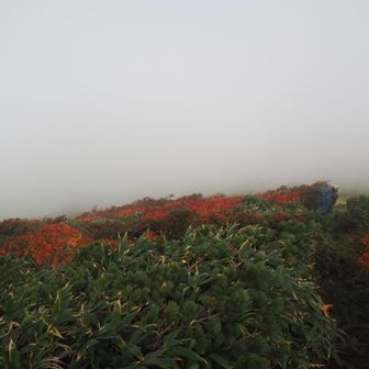 赤くなってきた