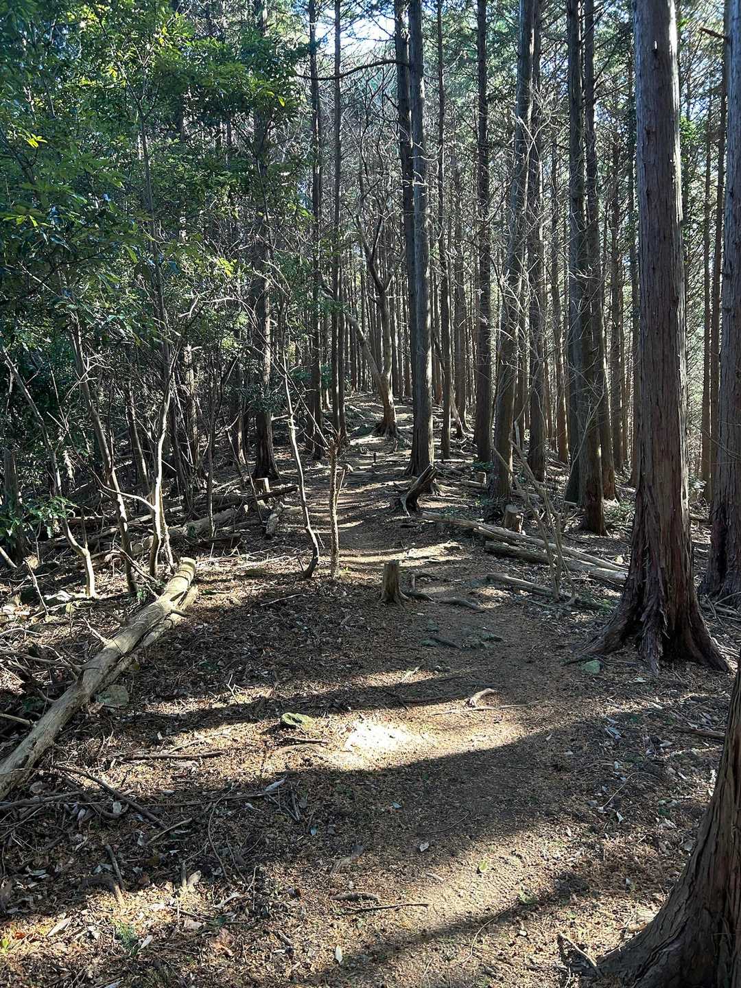 気持ちいい縦走路