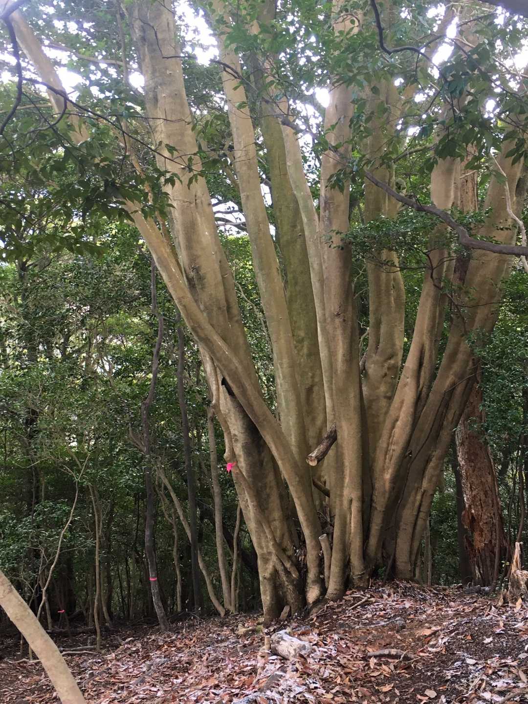 この木
すごいんよねー　なんか