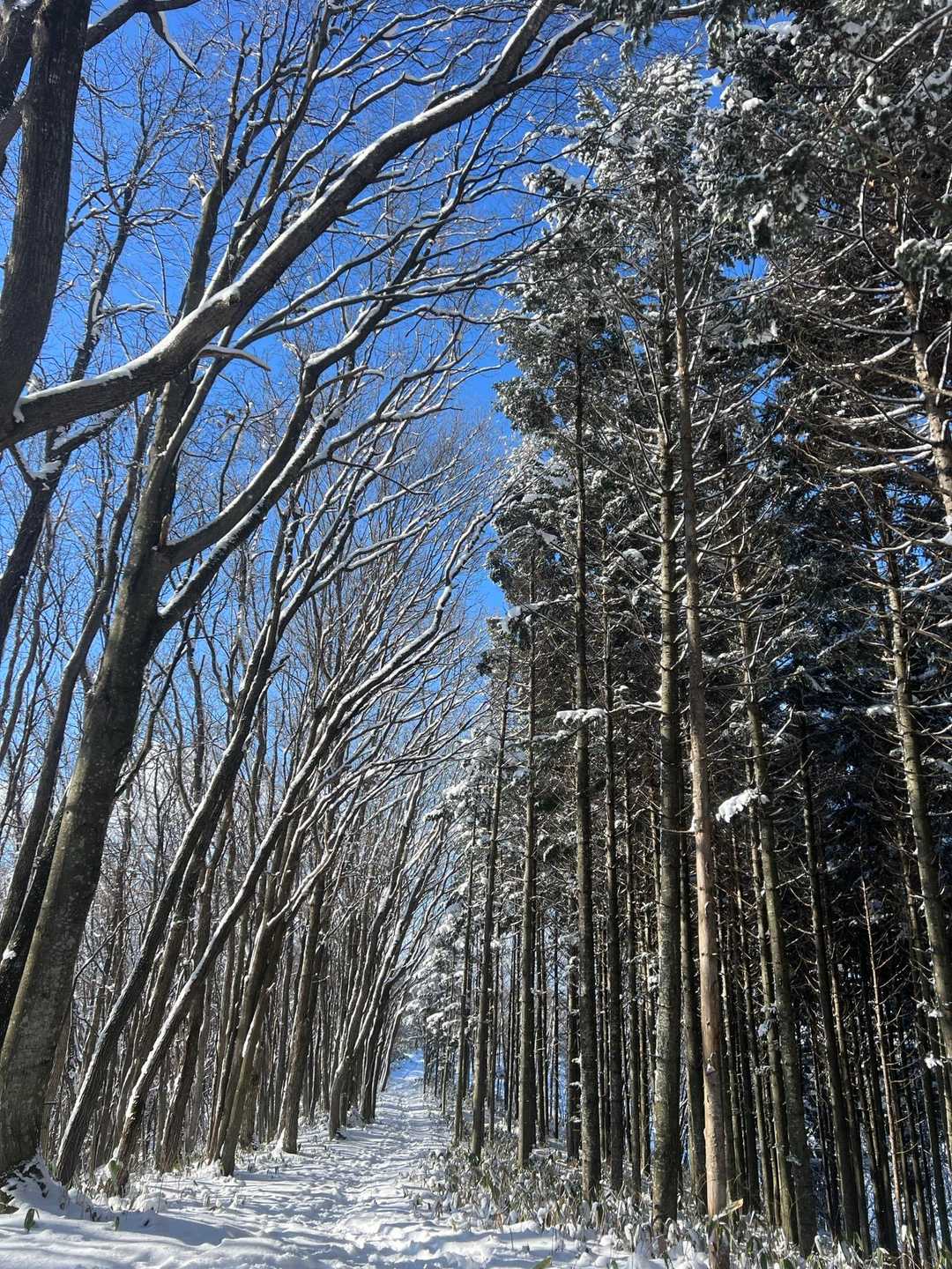 旭山 周回コースの写真