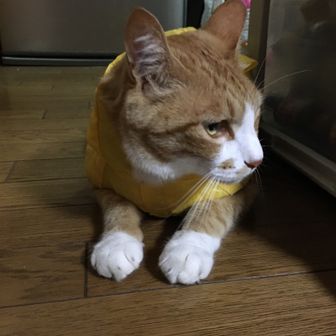 ニャンまり