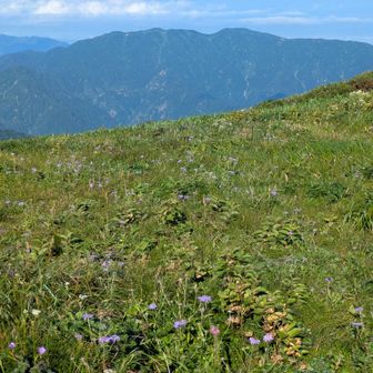 マツムシソウと二王子岳