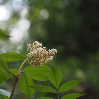 ニワトコ
山中で見るのは初めてなような🤔
