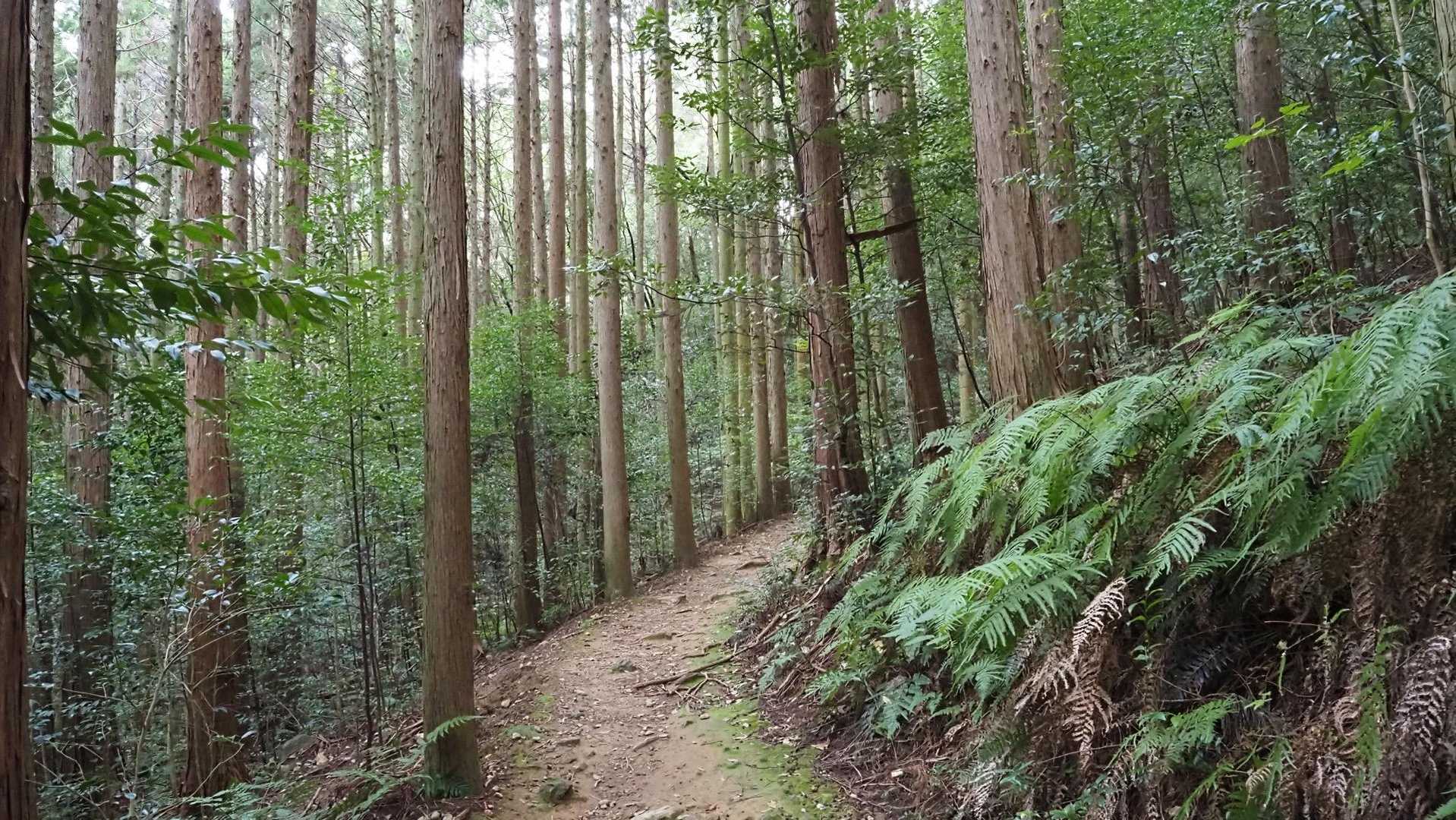 登りはすれ違いがほぼ無く静かな山行