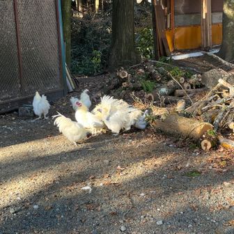 神社⛩️の境内に放し飼いの烏骨鶏が沢山いました