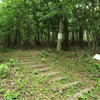 この登り口にたどり着くまで６キロ程林道を歩きましたよ　やっと登れる嬉しいな😄