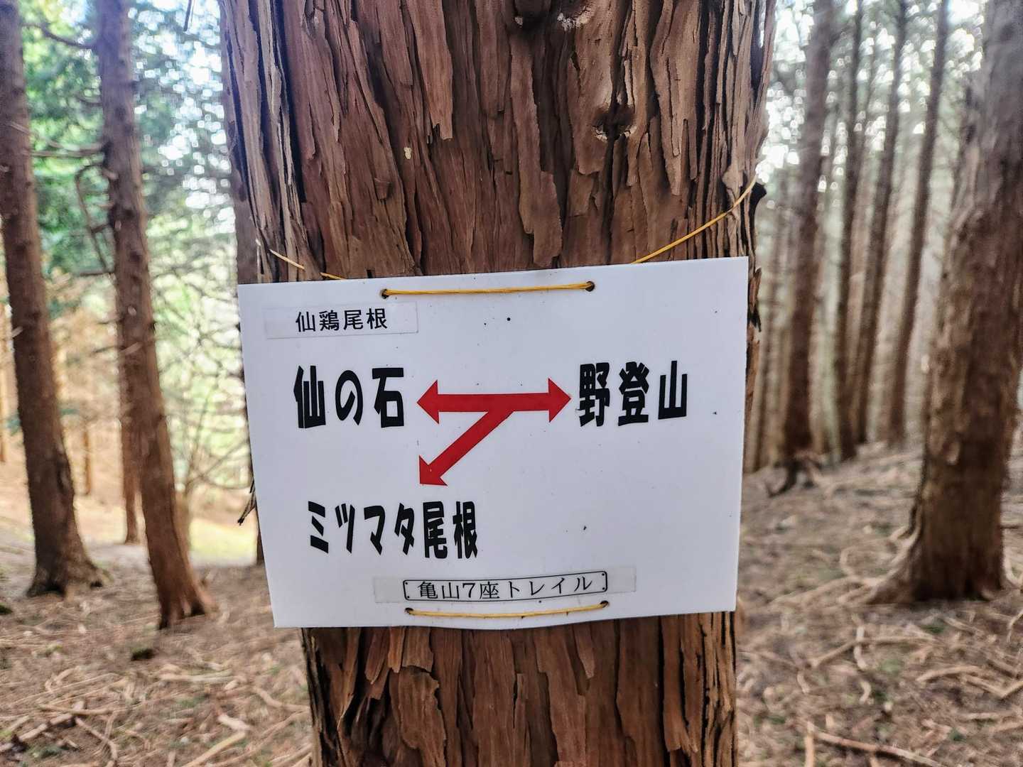 仙ヶ岳には寄らずに、目的のミツマタ尾根へ🌼