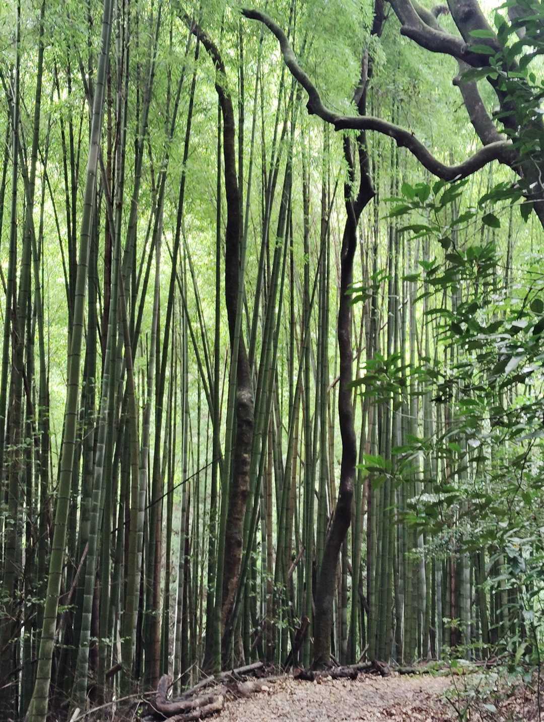 綺麗な竹林😅を見ながら下りて行きます