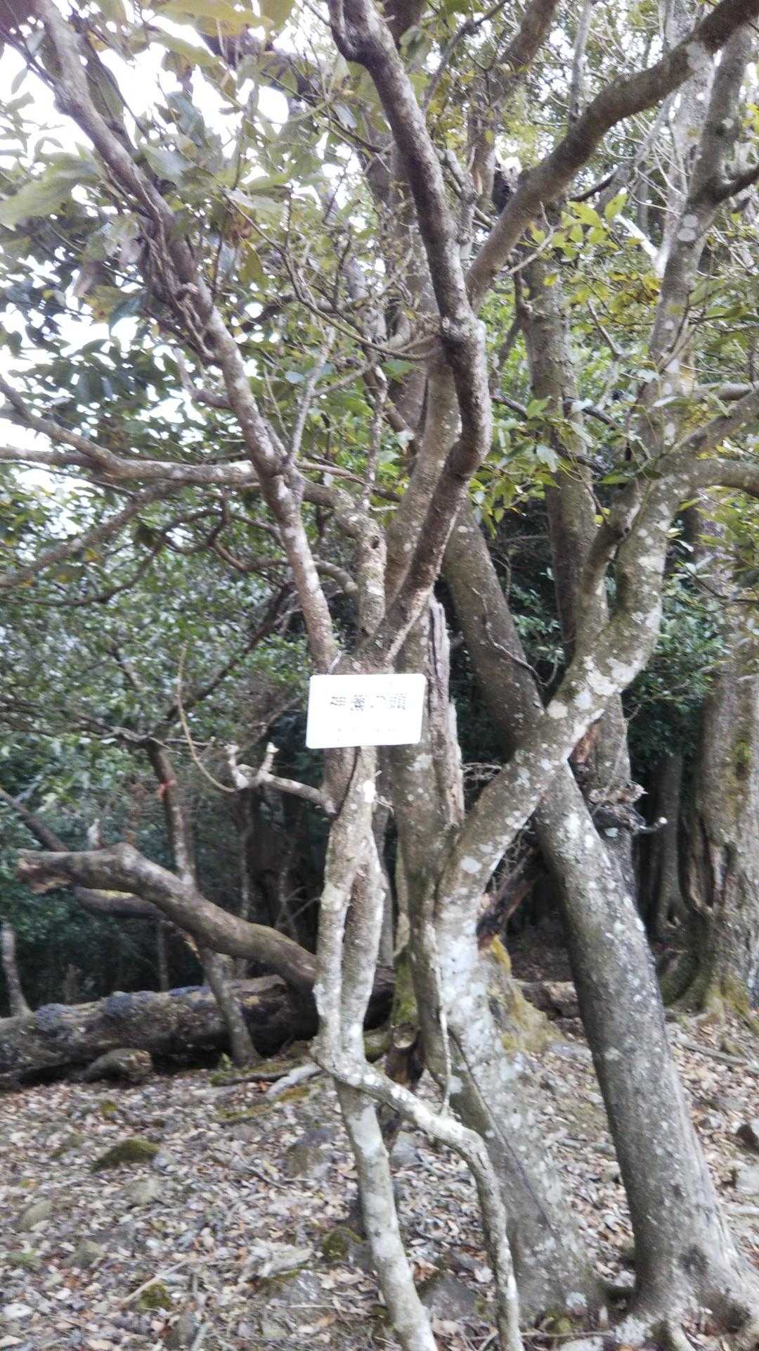 神岳登り口-神薗の頭-神岳 往復コースの写真
