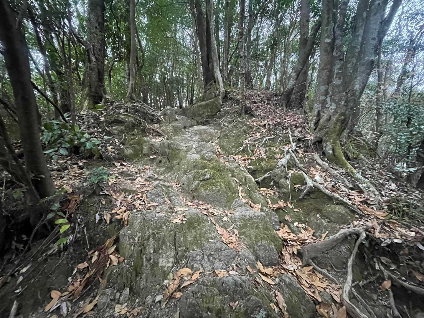 二十丁目あたりですが、しっかりとした登りが続きます。