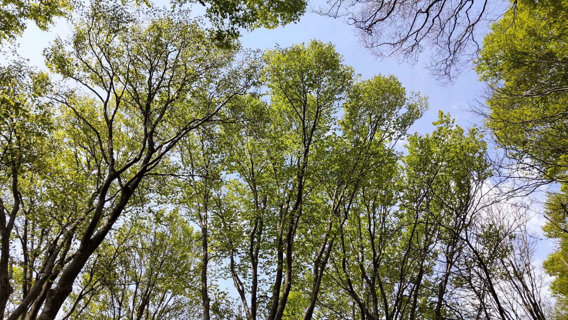 新緑🌿綺麗です。