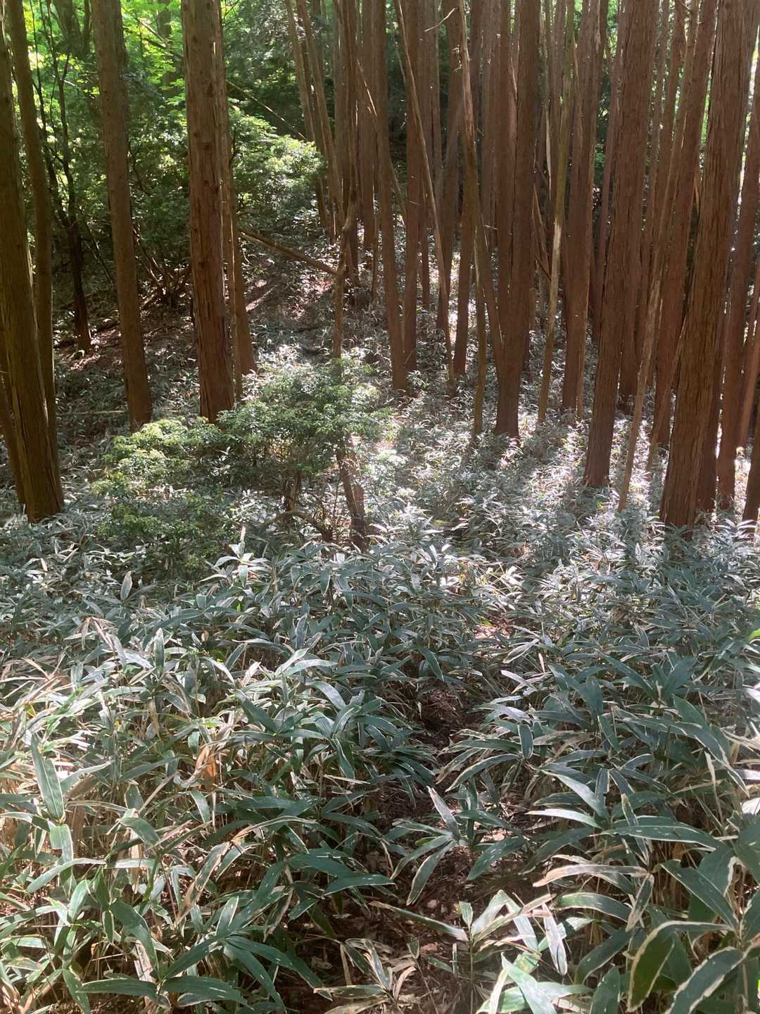 また笹道が出て来ましたが、兎に角前進しました🥾