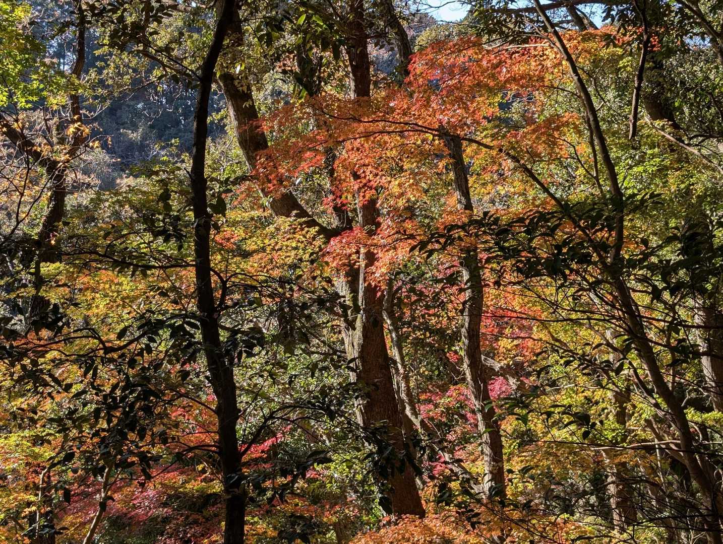 旧日高邸宅跡-大福山 周回コースの写真