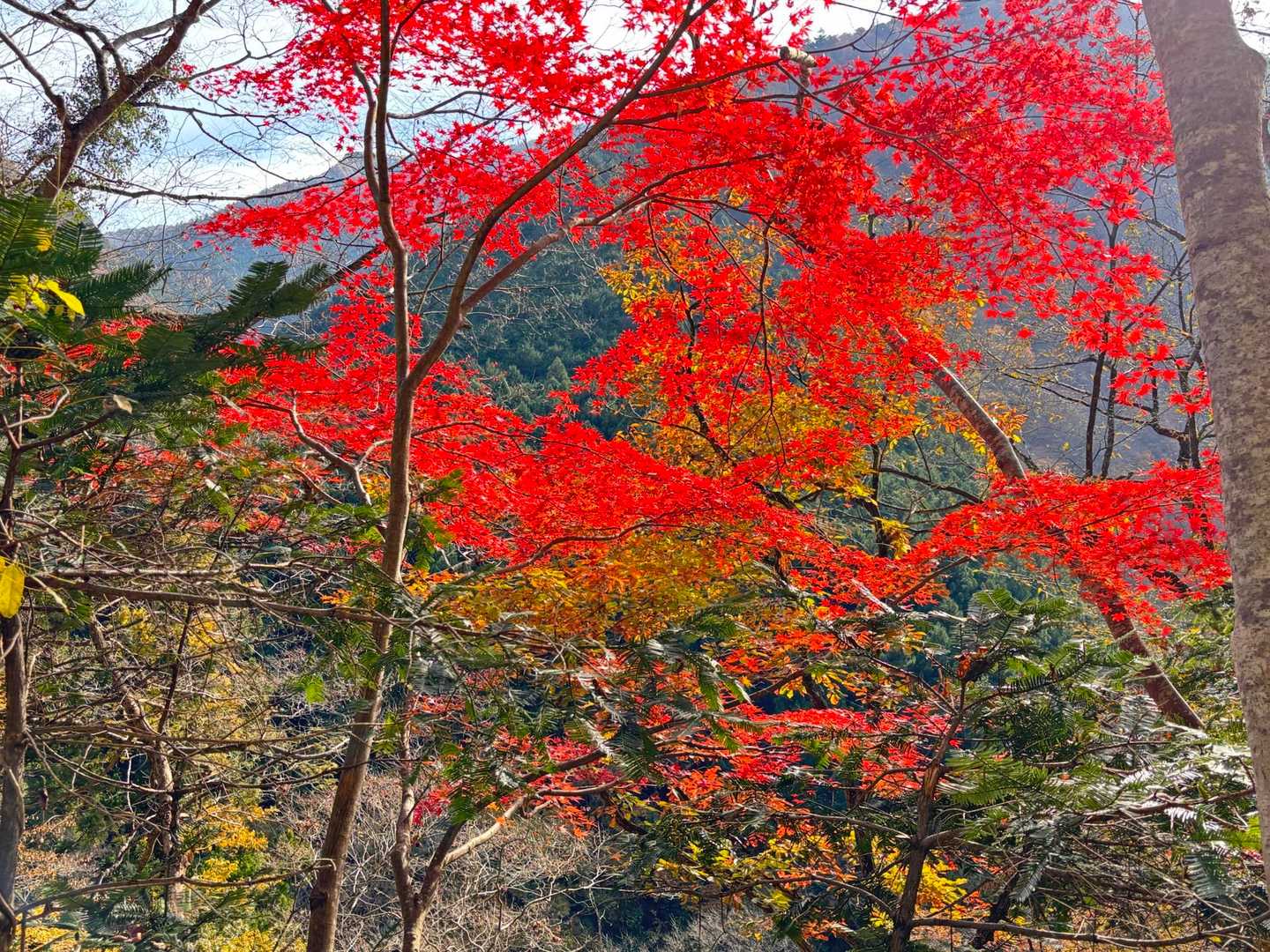 美しく紅葉していました