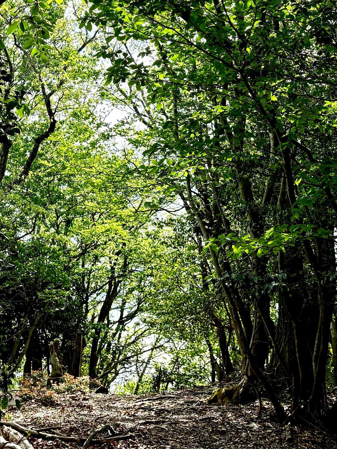 新緑登山道🌿
