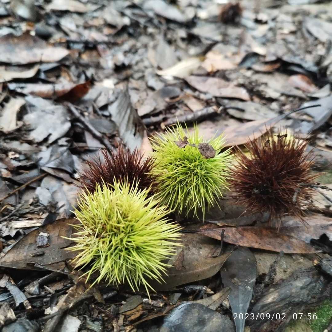 明星山 周回コースの写真