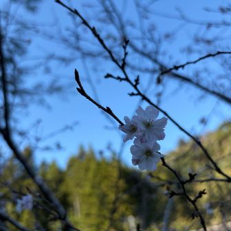 登山口の四季桜。今日はボケずに撮れたかな。