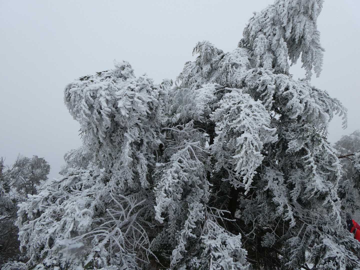 モンスター
山頂は風が無くて幸いでしたが、やはりじっとしている内に身体が冷えてしまった