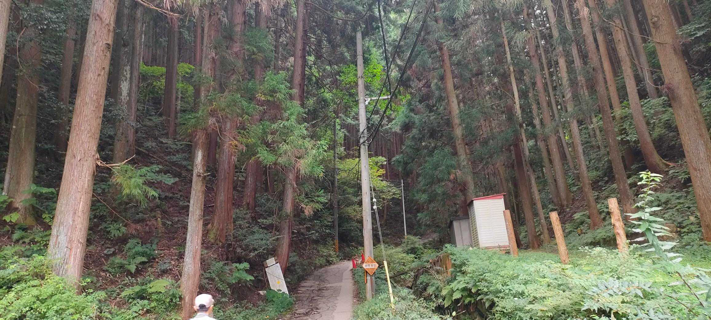 杉が鬱蒼としてます