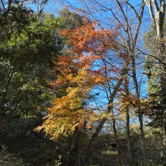 紅葉残ってたー🍁🥹
