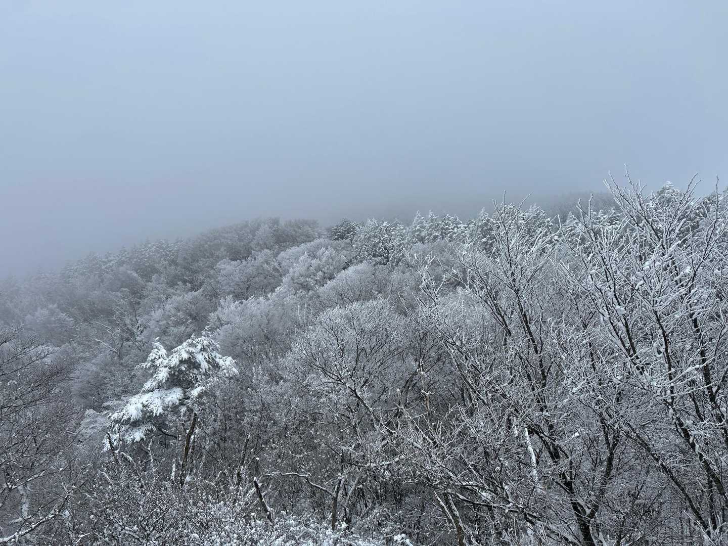 山のおもてなし｜千早本道から登る金剛山王道登山の写真